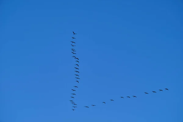 Közönséges Daruk Grus Grus Délre Vándorló Tipikus Alakzat Után Nyáron — Stock Fotó