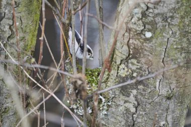 long tailed tit, Aegithalos caudatus, also long tailed bushtit building its nest , is a common bird found throughout Europe