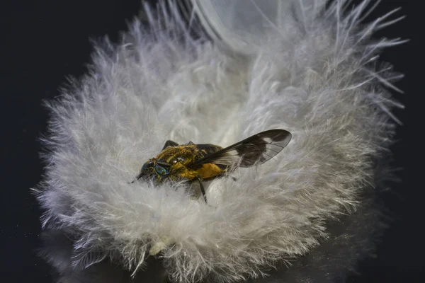 Bunte Pferdefliege Ein Blutsaugender Parasit Liegt Einer Flauschigen Feder — Stockfoto