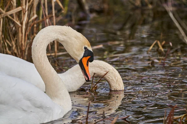 White Swans Cygnus Swimming Reed Bird Species Anatidae Family Closely — Stockfoto