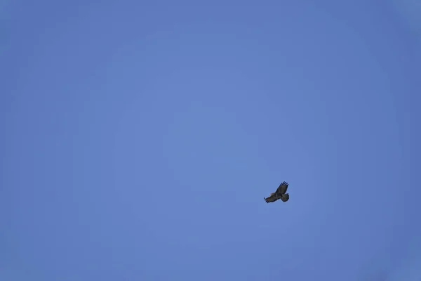 Buteo Buzzard Fairly Large Raptors Robust Body Broad Wings Soaring — Stock Photo, Image