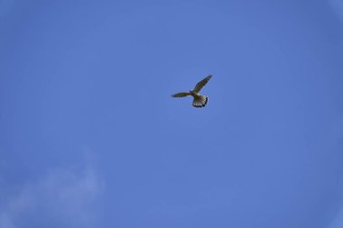 Falco tinnunculus, atmacagiller (Falconidae) familyasından bir kuş türü..