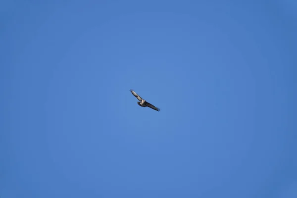 Buteo Buizerd Vrij Grote Roofvogels Met Een Robuust Lichaam Brede — Stockfoto