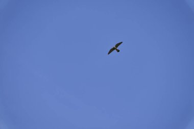 Falco tinnunculus, atmacagiller (Falconidae) familyasından bir kuş türü..