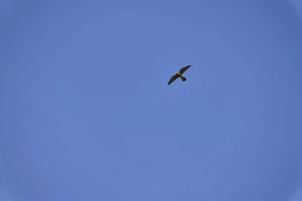 Обыкновенная Пустельга Falco Tinnunculus Хищная Птица Семейства Falconidae — стоковое фото