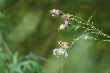 Avrupa ispinozu, carduelis carduelis carduelis, mor bir devedikeni üzerinde oturuyor