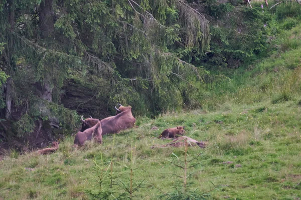 Avrupa bizonu, Wisent, Bos bonasus, yakındaki Rothaarsteig yürüyüş patikası boyunca yakındaki bir ormanın gölgelerinde çayırlarda otluyor..
