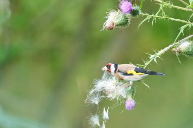 Avrupa ispinozu, carduelis carduelis carduelis, mor bir devedikeni üzerinde oturuyor