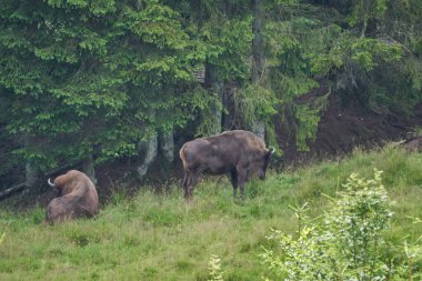Avrupa bizonu, Wisent, Bos bonasus, yakındaki Rothaarsteig yürüyüş patikası boyunca yakındaki bir ormanın gölgelerinde çayırlarda otluyor..