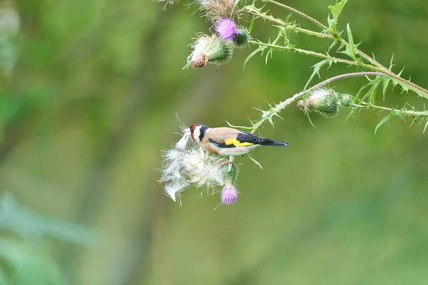 European Goldfinch Carduelis Carduelis Sitting Purple Thistle — Stock Photo, Image