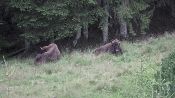 Bisonte Europeo Sabio Bos Bonasus Pastando Prado Las Sombras Bosque — Vídeos de Stock