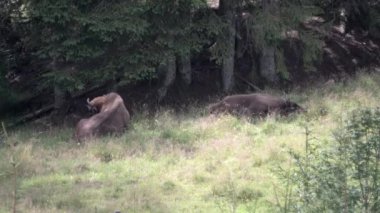 Avrupa bizonu, Wisent, Bos bonasus, yakındaki Rothaarsteig yürüyüş patikası boyunca yakındaki bir ormanın gölgelerinde çayırlarda otluyor..