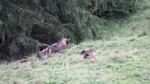 Europeisk Bisonoxe Wisent Bos Bonasus Betar Äng Skuggorna Närliggande Skog — Stockvideo