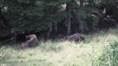 Avrupa bizonu, Wisent, Bos bonasus, yakındaki Rothaarsteig yürüyüş patikası boyunca yakındaki bir ormanın gölgelerinde çayırlarda otluyor..