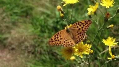 Argynnis, ormanda sarı bir çiçekte oturan, Kaisermantel olarak da bilinen turuncu bir kelebektir.