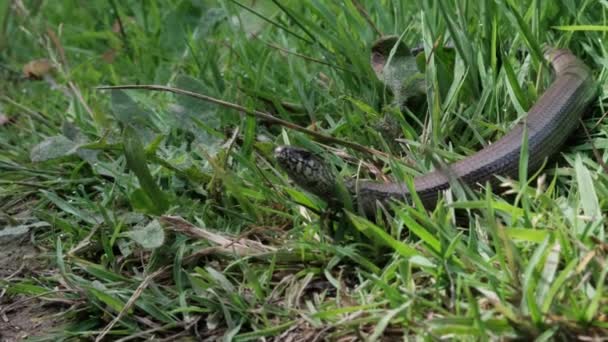 Slow Worm Crawling Green Grass Rothaarsteig Popular Hiking Path Sauerland — Stock Video
