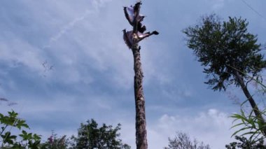 Feuereiche, Almanya 'nın Rothaarsteig Sauerland kentinde bulunan popüler bir heykeldir.