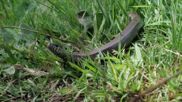 Αργό Σκουλήκι Σέρνεται Μέσα Από Πράσινο Γρασίδι Κατά Μήκος Της — Αρχείο Βίντεο
