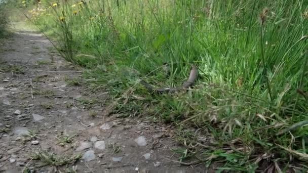 Slow Worm Crawling Green Grass Rothaarsteig Popular Hiking Path Sauerland — Stock Video