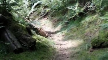 Rothaarsteig yürüyüş yolunun yemyeşil ormanında dar bir yol, Sauerland 'da popüler bir durak.