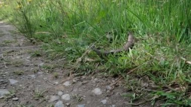 Rothaarsteig boyunca yeşil çimlerde sürünen yavaş solucan, popüler bir yürüyüş yolu, Sauerland