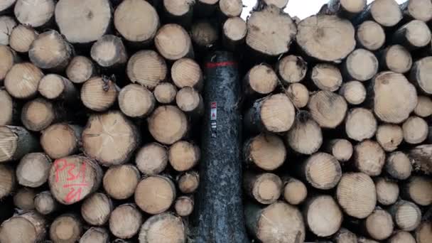 Marqueur Sentier Sur Arbre Coupé Long Rothaarsteig Dans Sauerland Sentier — Video