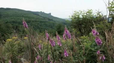 Bruchhauser Steine, Almanya 'da Sauerland eyaletinde yer alan Rothaarsteig kentinde yer alan bir şehirdir.