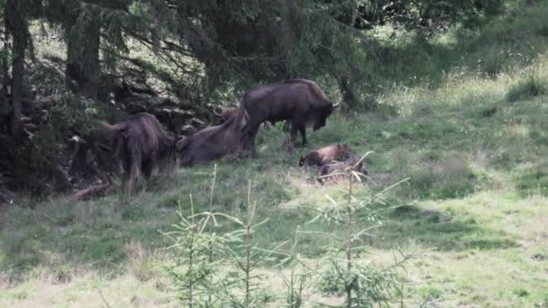 Bisonte Europeo Sabio Bos Bonasus Pastando Prado Las Sombras Bosque — Vídeo de stock