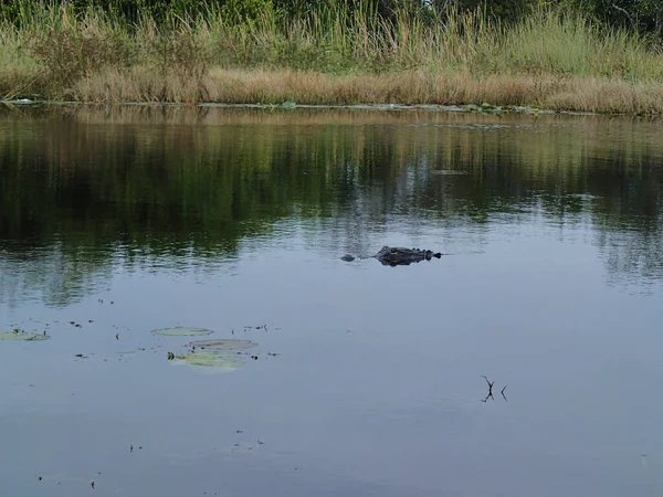 Alligator Lying Swamps Everglades Florida Usa — Foto de Stock