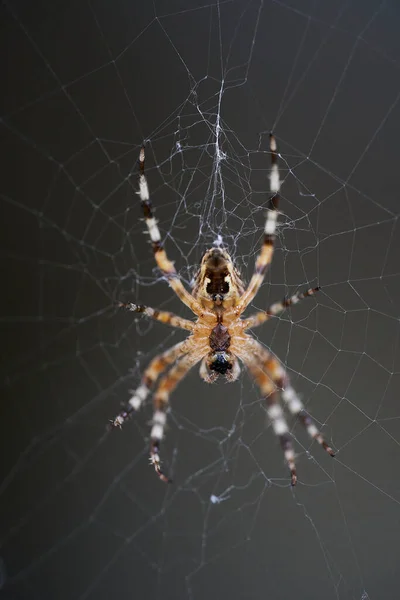 Аранеус Належить Родини Спільних Павуків Які Тчуть Груди — стокове фото