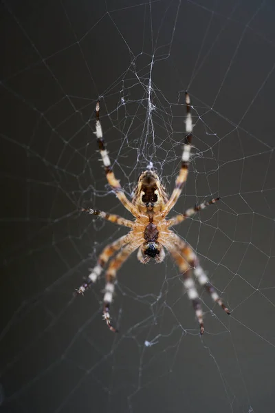 Araneus Belongs Family Common Orb Weaving Spiders — Zdjęcie stockowe