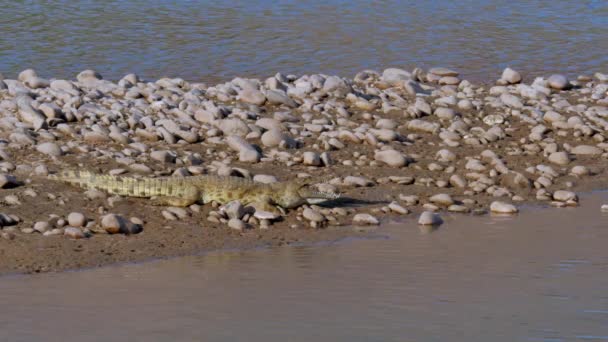 Crocodile Crocodylus Niloticus Lying Pebble Shore Kunene River Namibia — Stock videók