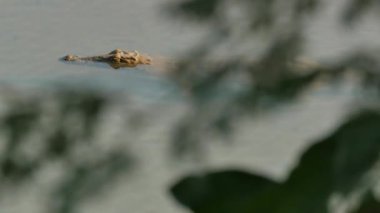 Crocodile, Crocodylus niloticus, lurking in the water of the Kunene river in Namibia