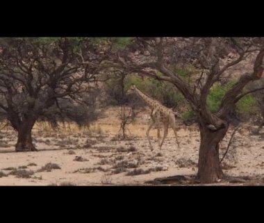 Giraffe walking through the arid desert in Nambia