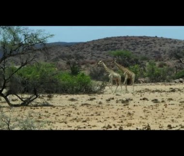 Giraffe walking through the arid desert in Nambia