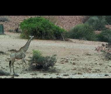 Giraffe drinking at a water hole in the arid region of Namibia