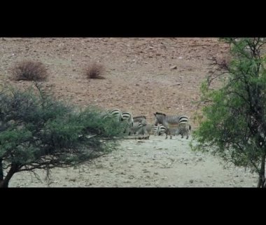 Hartmanns Mountain Zebra drinking at a water hole in the Damaraland in Namibia