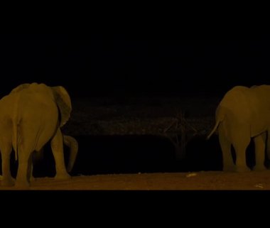 African Elephant drinking at the Okaukuejo water hole in Etosha Namibia at night