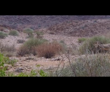 Hartmanns Mountain Zebra standing in the rocky plains of the Kaokoland in Namibia