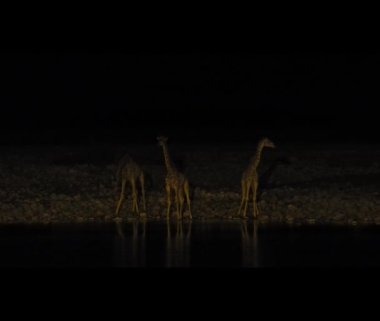 Giraffe drinking at a water hole in Etosha National Park Namibia at night