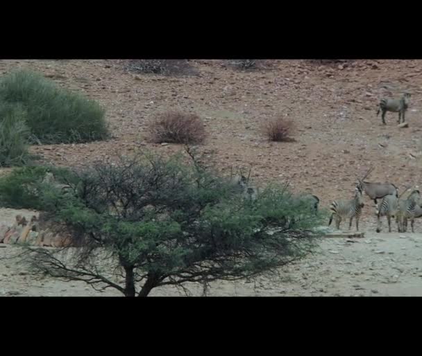 Giraffe Drinking Water Hole Arid Region Namibia — Vídeo de stock