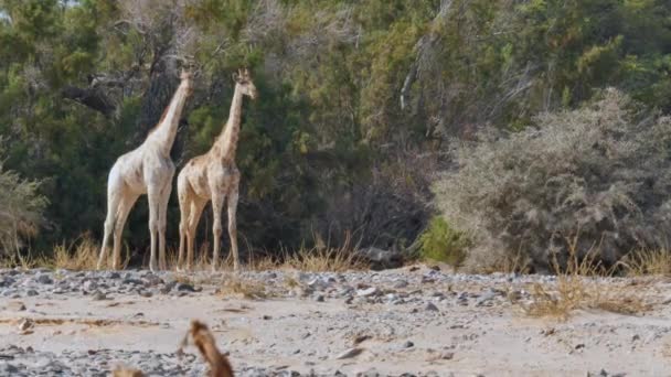Two Territorial Giraffe Bulls Standing Dry Rver Bed Kaokoland Namibia — Stockvideo