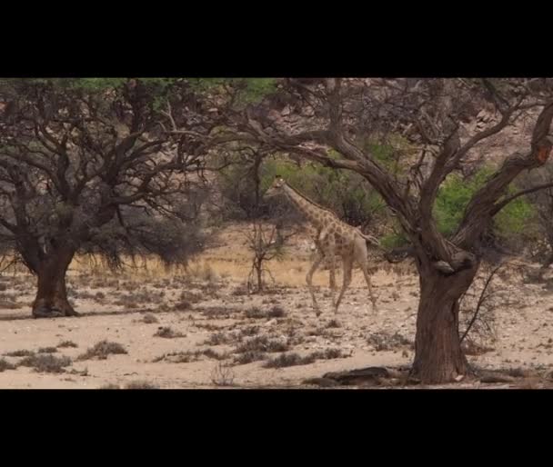 Giraffe Walking Arid Desert Nambia — Vídeo de stock