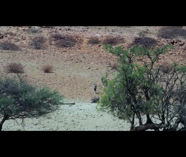 Oryx Antelopes Standing Blurry Heat Haze Arid Region Damaraland Namibia — Αρχείο Βίντεο