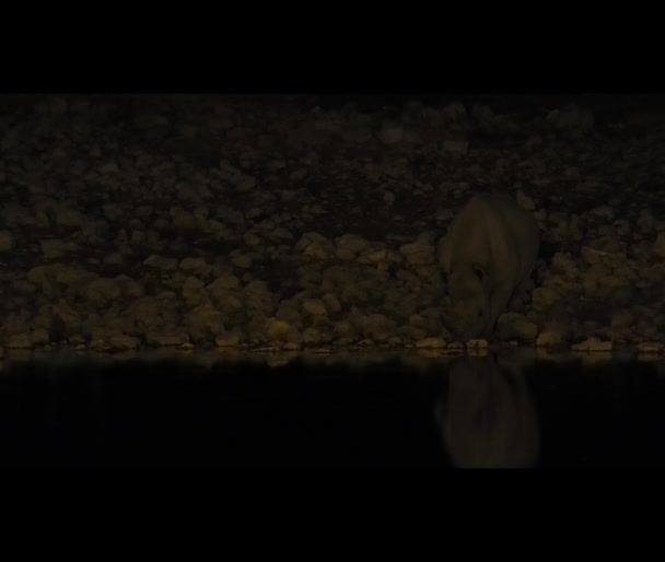 Black Rhino Drinking Night Okaukuejo Water Hole Etosha National Park — 图库视频影像