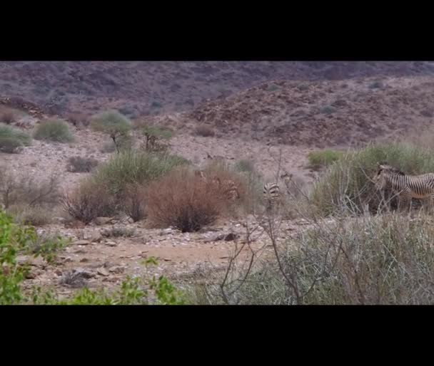 Hartmanns Mountain Zebra Standing Rocky Plains Kaokoland Namibia — стоковое видео