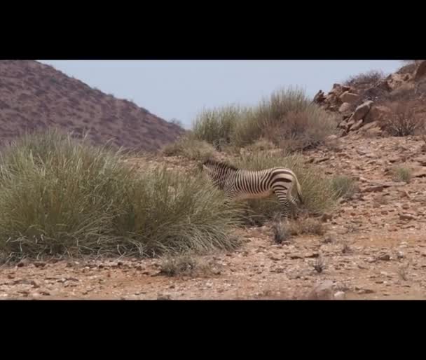 Hartmanns Mountain Zebra Standing Rocky Plains Kaokoland Namibia — Stock Video