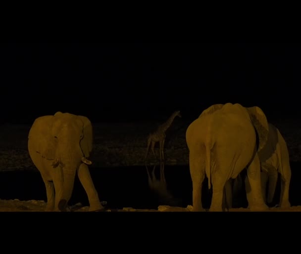 African Elephant Drinking Okaukuejo Water Hole Etosha Namibia Night — Stock Video