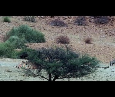 Ostriches running in the heat haze at a water hole of the desolation in Damaraland Namibia