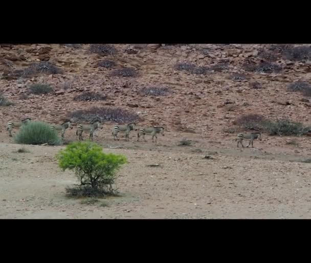 Hartmanns Mountain Zebra Drinking Water Hole Damaraland Namibia — Αρχείο Βίντεο